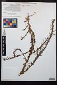 Camissoniopsis hirtella image