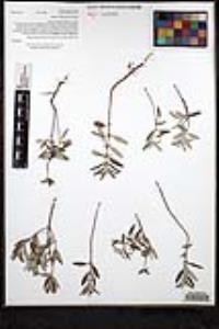 Monardella hypoleuca subsp. lanata image