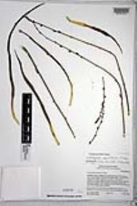 Chlorogalum parviflorum image