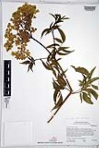 Sambucus cerulea image