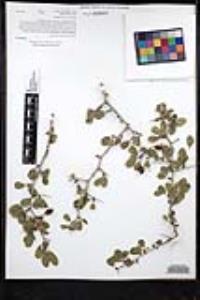 Ziziphus parryi image