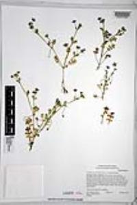 Nemophila menziesii var. integrifolia image