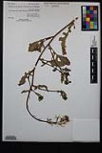 Eruca vesicaria subsp. sativa image