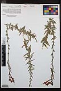 Epilobium canum image