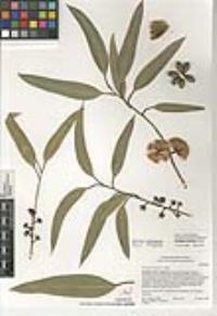 Eucalyptus cladocalyx image