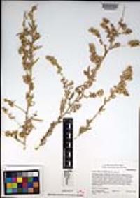 Atriplex canescens var. canescens image