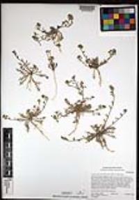 Lepidium lasiocarpum image