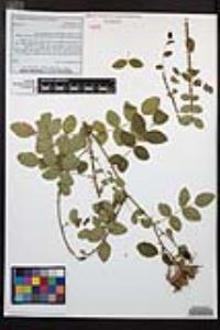 Rosa californica image
