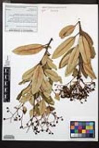 Heteromeles arbutifolia image