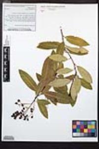 Heteromeles arbutifolia image