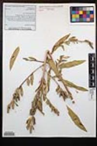 Oenothera elata image