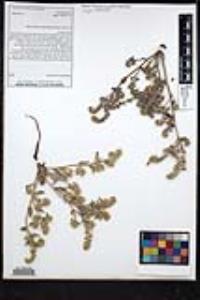 Simpsonanthus jonesii image