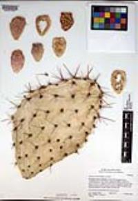 Opuntia littoralis image