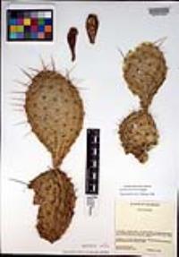 Opuntia macrorhiza image