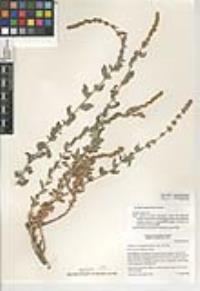 Atriplex glauca image