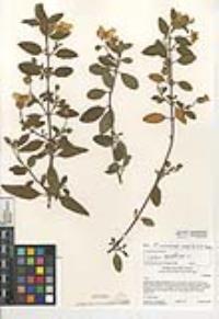 Cistus salviifolius image