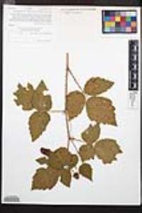 Rubus ursinus image