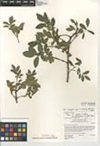 Rosa woodsii var. ultramontana image