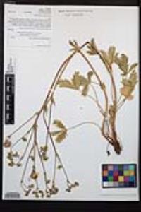 Potentilla gracilis var. fastigiata image