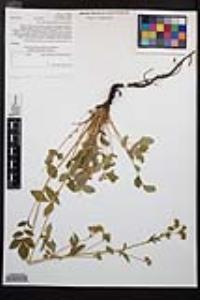 Drymocallis glandulosa var. reflexa image