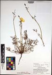 Eschscholzia parishii image