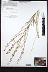 Thysanocarpus curvipes subsp. eradiatus image