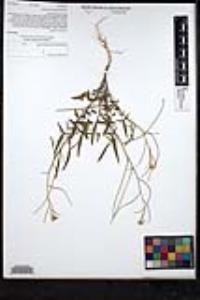 Sisymbrium orientale image