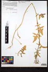 Sisymbrium irio image