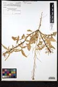 Sisymbrium irio image