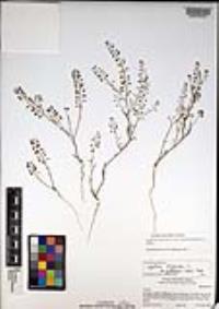 Lepidium virginicum var. robinsonii image