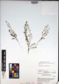 Lepidium virginicum var. robinsonii image