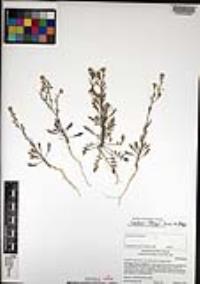 Lepidium oblongum image