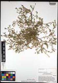 Lepidium lasiocarpum image