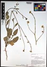 Hirschfeldia incana image