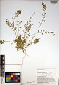 Draba cuneifolia image