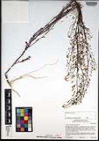 Descurainia pinnata subsp. halictorum image