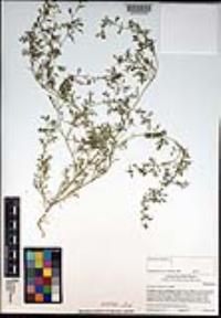 Lepidium didymum image