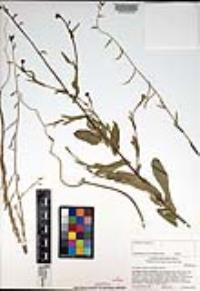 Caulanthus cooperi image