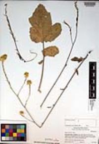 Brassica nigra image