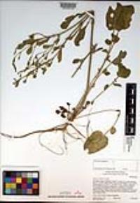 Barbarea orthoceras image
