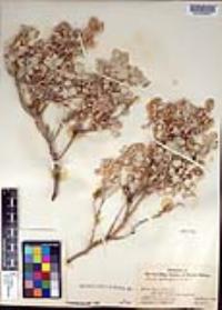 Atriplex hymenelytra image