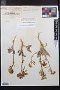 Chylismia claviformis var. peirsonii image