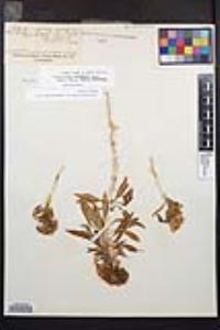 Eremothera boothii image