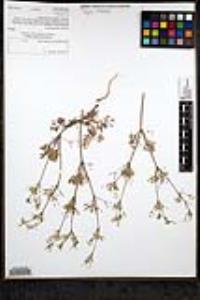 Apiastrum angustifolium image