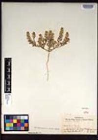 Lepidium lasiocarpum image