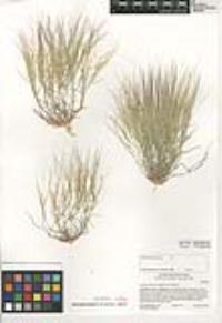 Aristida californica var. californica image