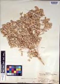 Atriplex hymenelytra image