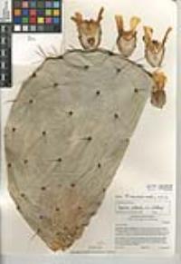 Opuntia robusta image