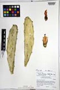 Nopalea auberi image