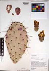 Opuntia littoralis image